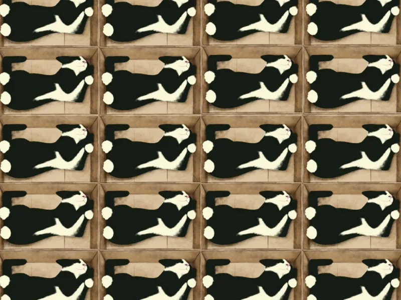 Katzen lieben Schachteln